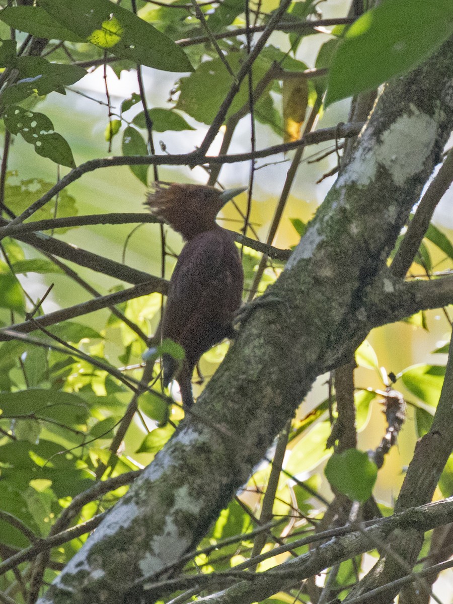 Chestnut-colored Woodpecker - ML213750051