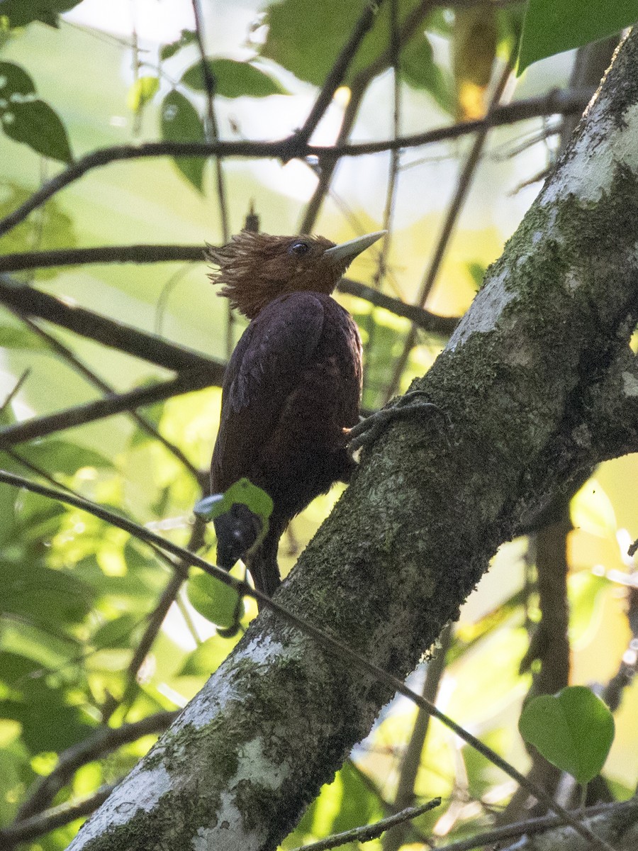 Chestnut-colored Woodpecker - ML213750091