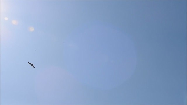 ソウゲンワシ - ML213750121