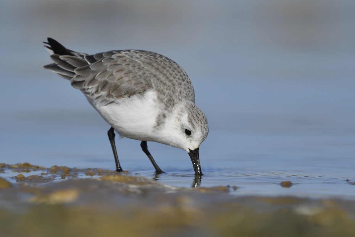 Sanderling - Jonathan Irons