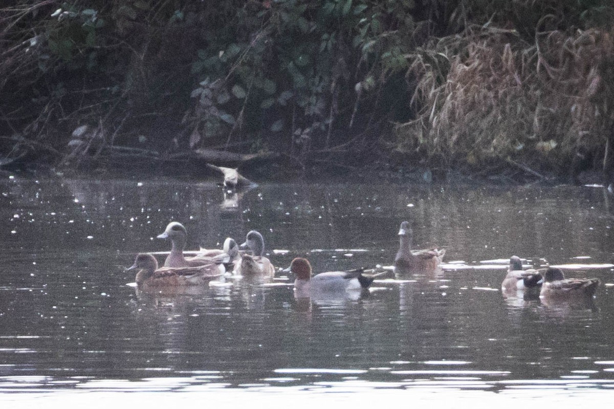 Eurasian Wigeon - ML213752161