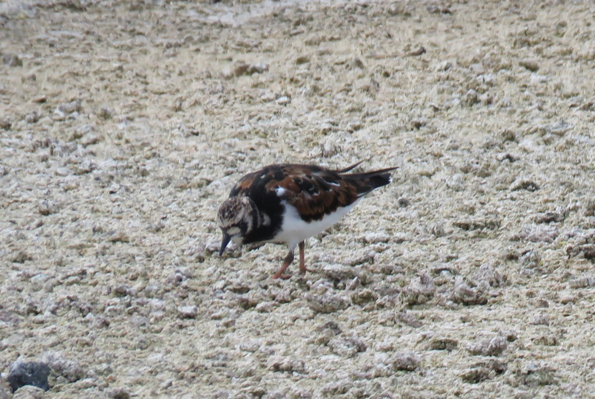 Ruddy Turnstone - Joe Hanfman