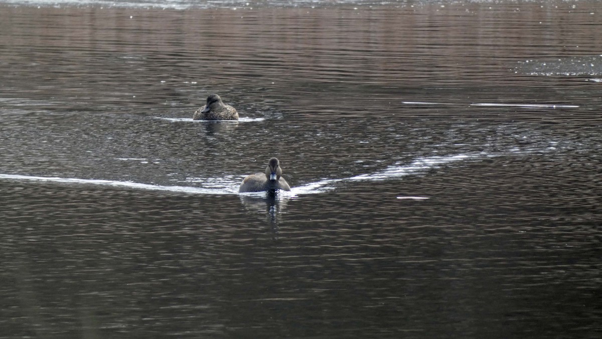 Gadwall - Donald Slick