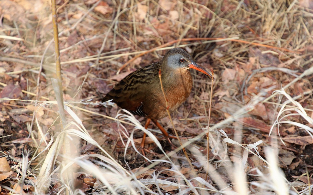 Virginia Rail - ML213753181