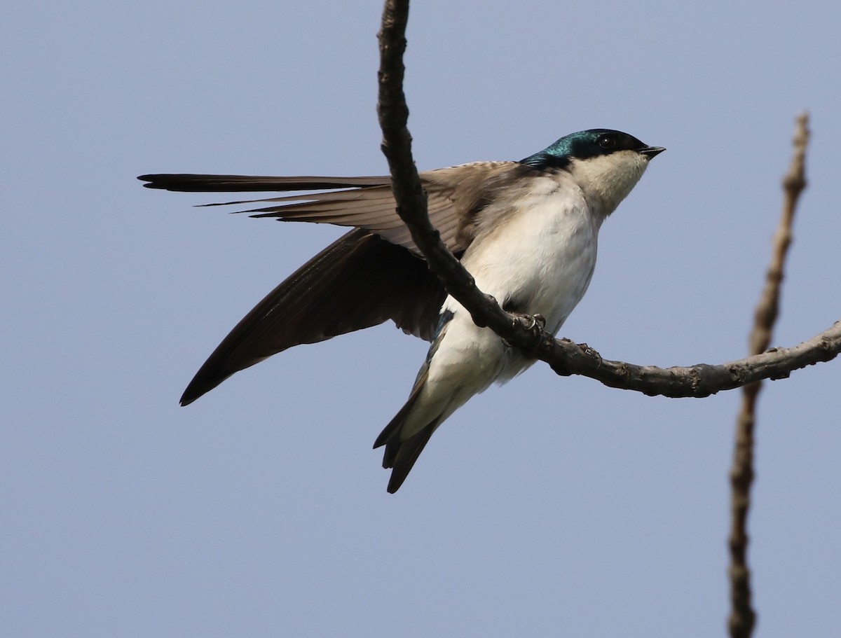 Tree Swallow - Mike "mlovest" Miller