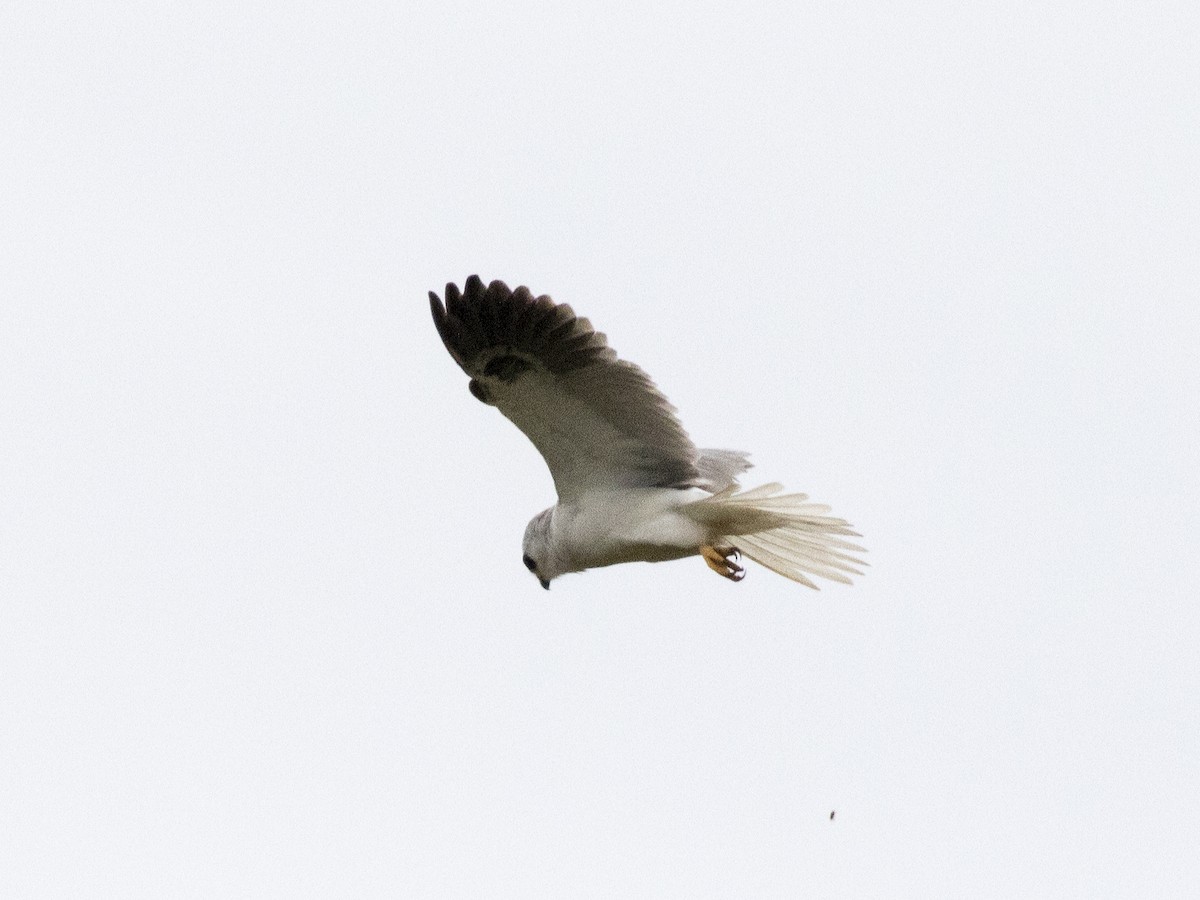 White-tailed Kite - ML213753961