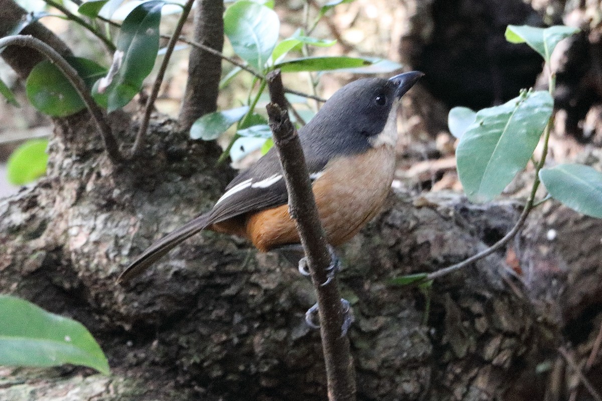 Southern Boubou - ML213754021