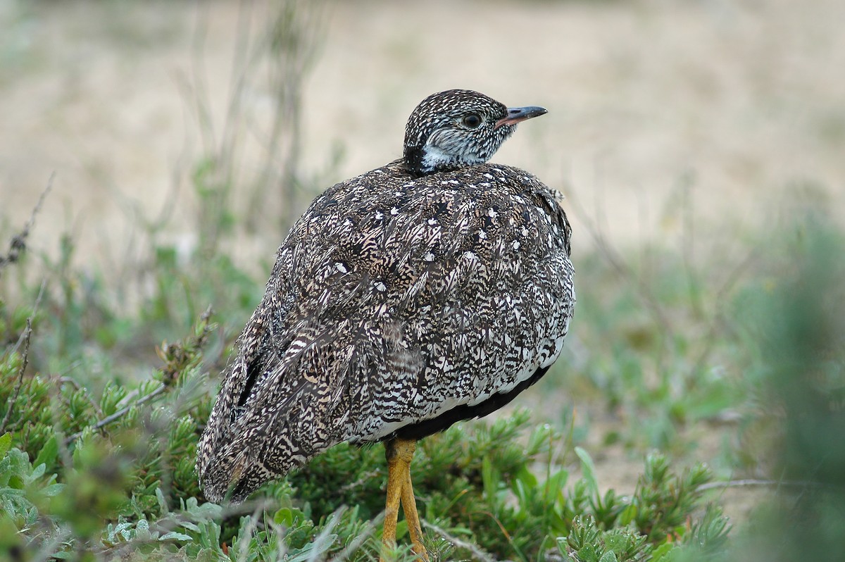 Black Bustard - ML213754881