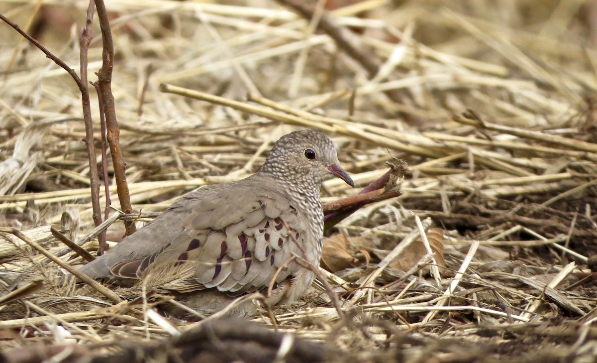 Common Ground Dove - Nathan Dubrow