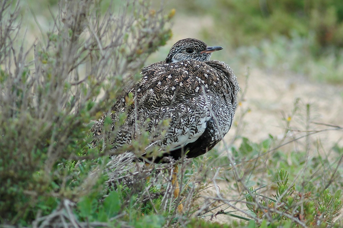 Black Bustard - ML213754951