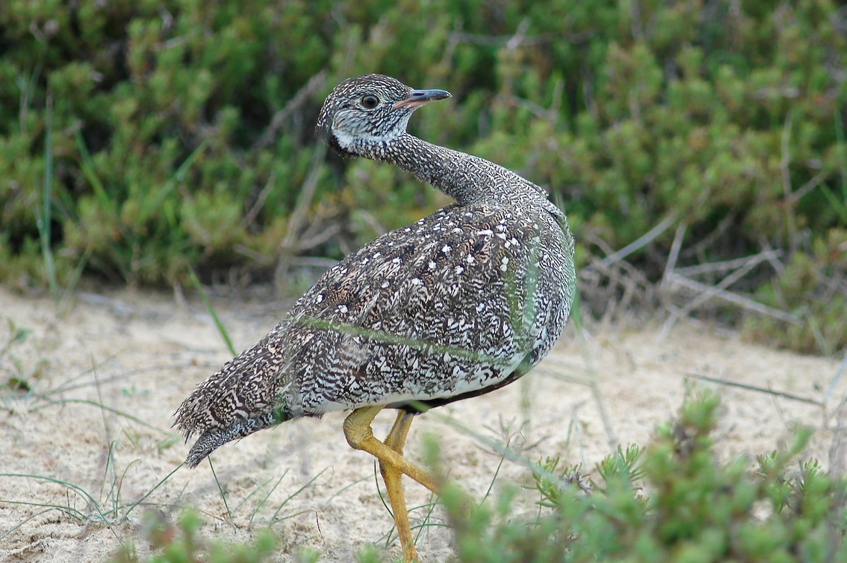 Black Bustard - ML213755021