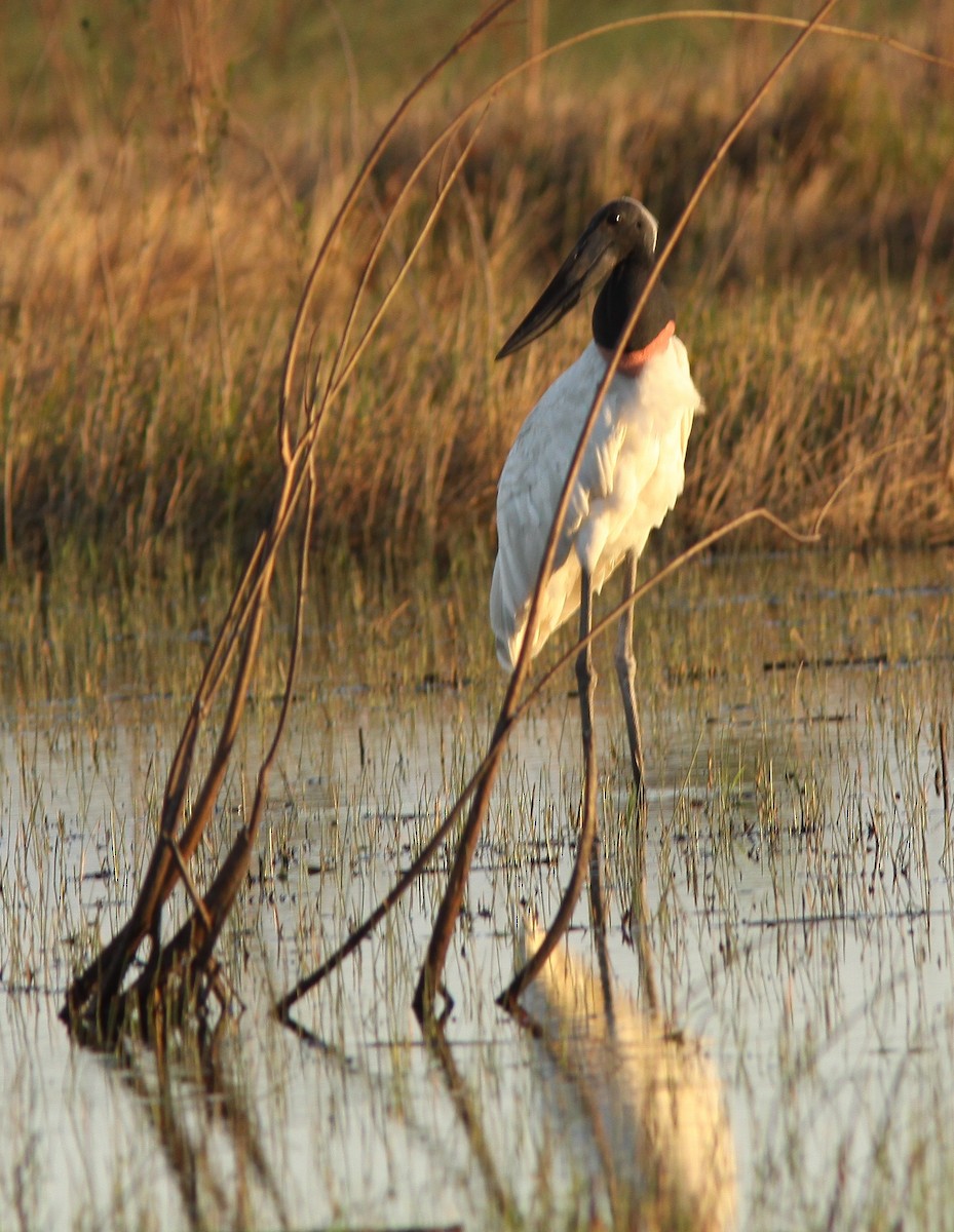 Jabiru - ML213755571