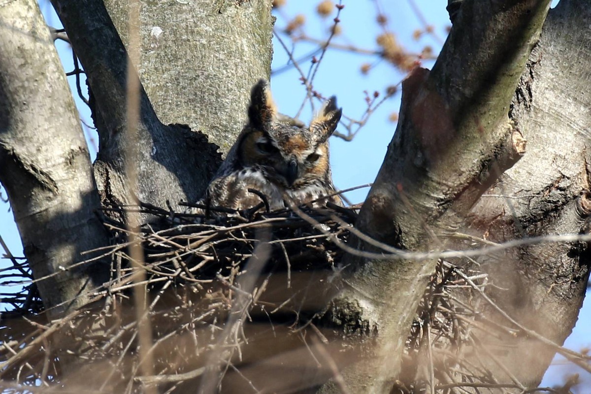 Great Horned Owl - ML213757411