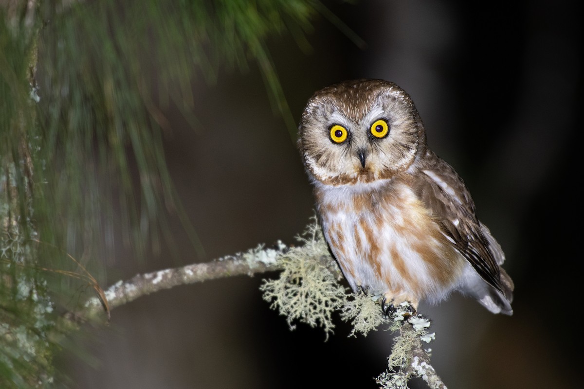 Northern Saw-whet Owl - Ana Paula Oxom