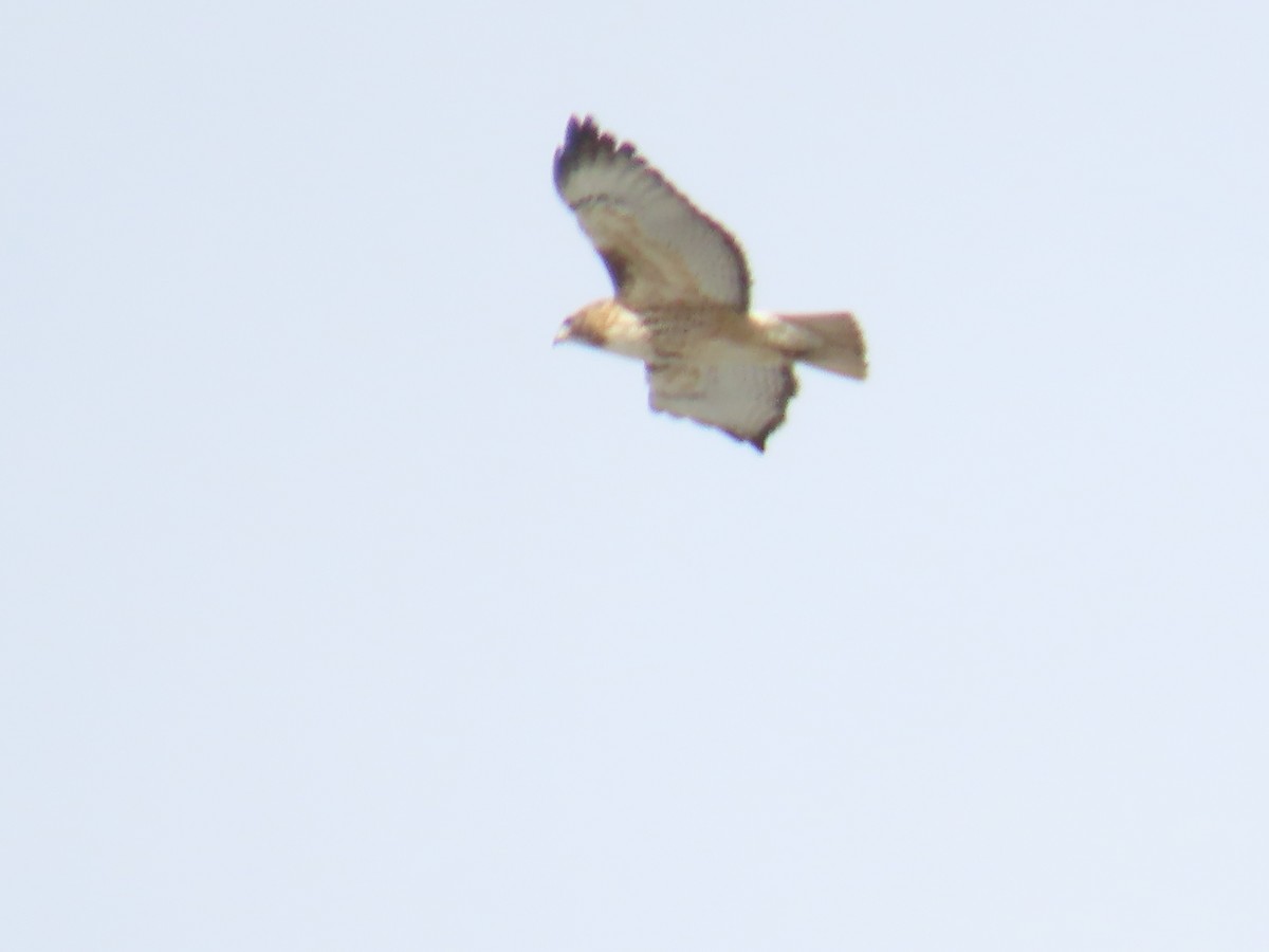 Red-tailed Hawk - ML213758951