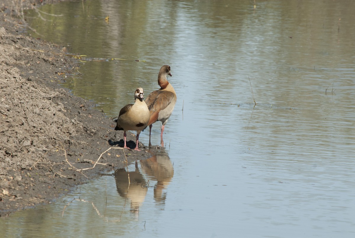 Egyptian Goose - Marla Anderson