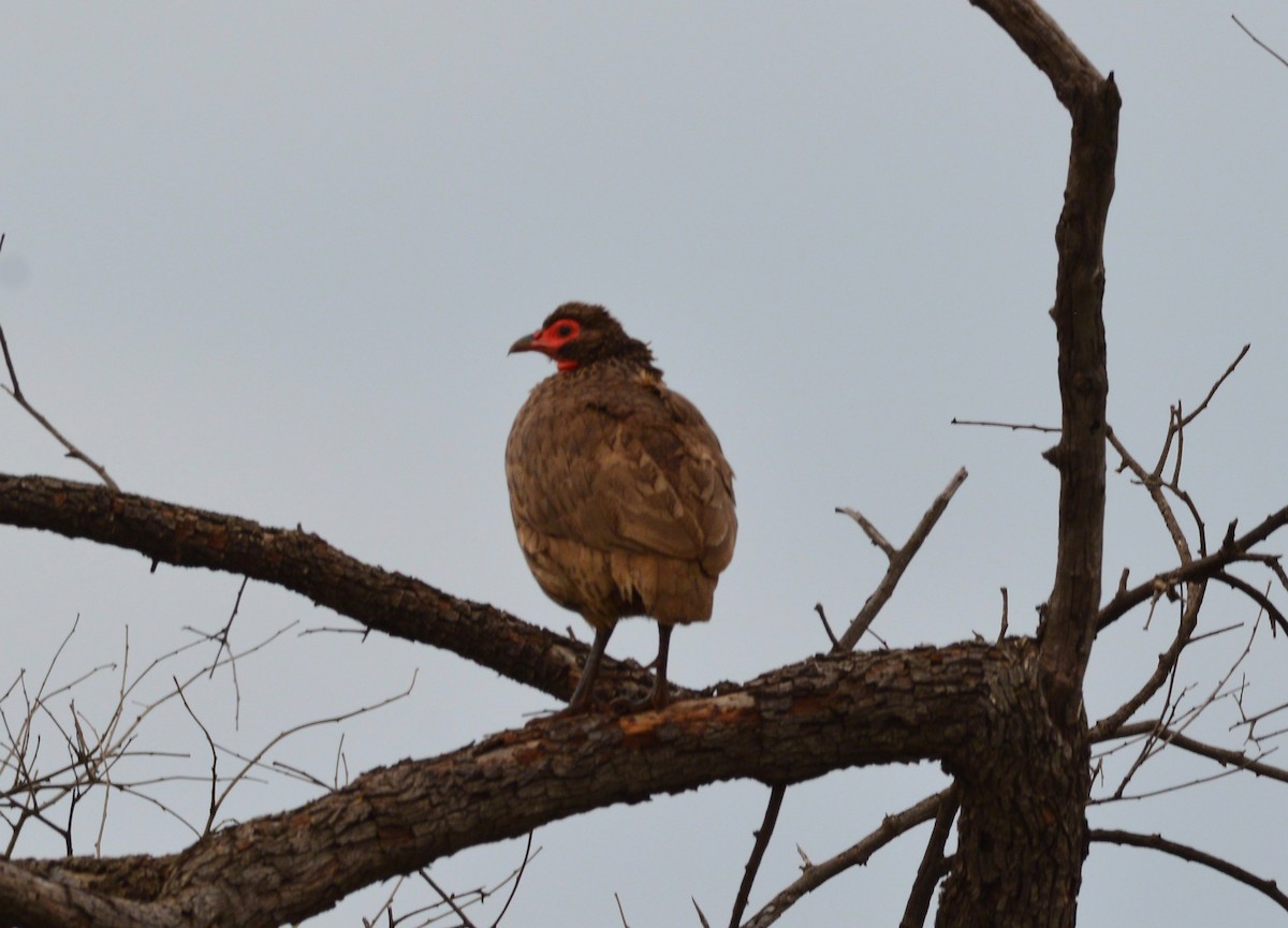 Swainson's Spurfowl - ML213759521