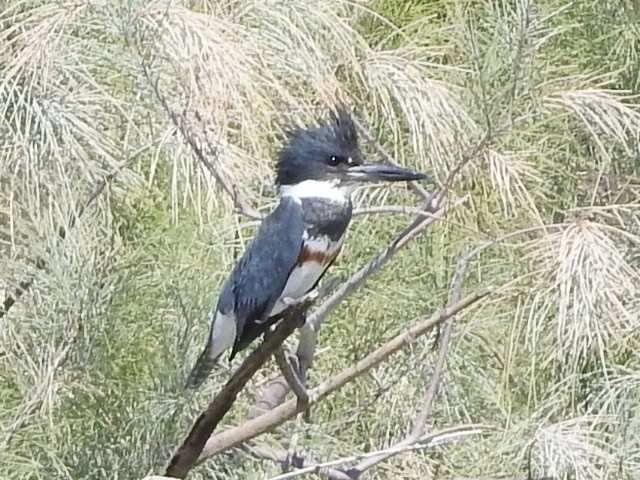 Belted Kingfisher - Michael Dolfay