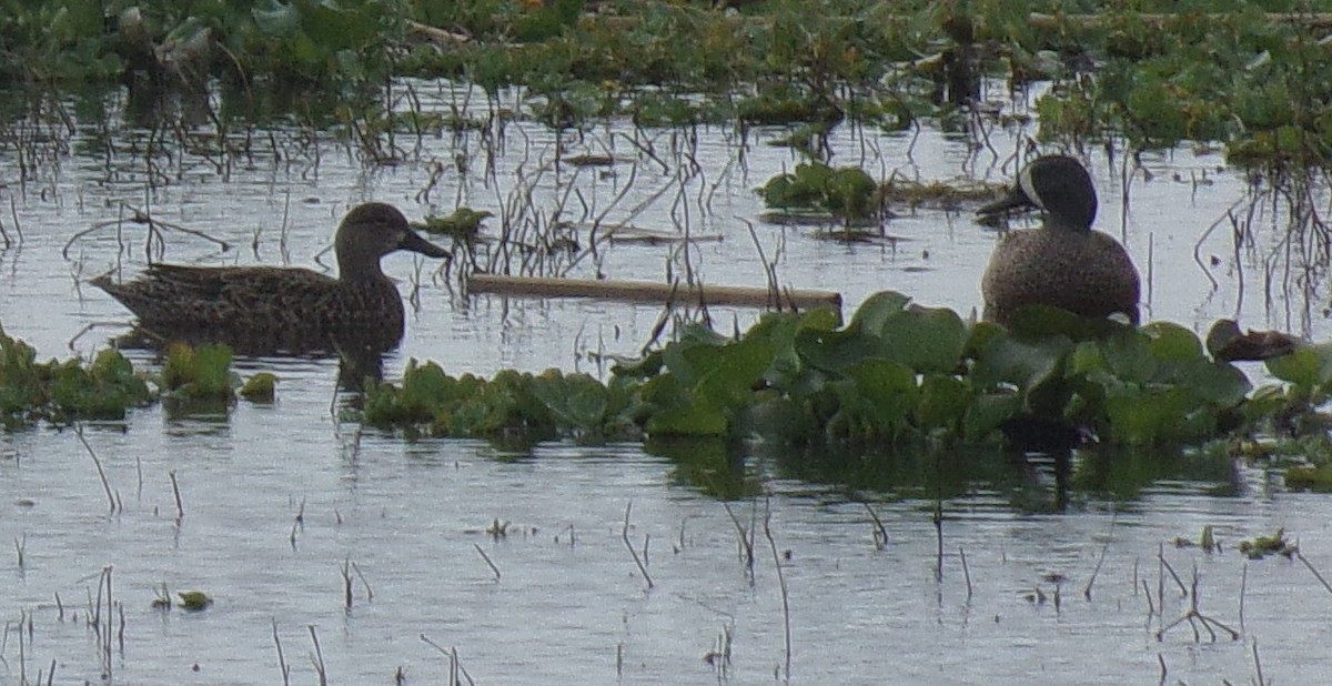 Blue-winged Teal - ML213761831