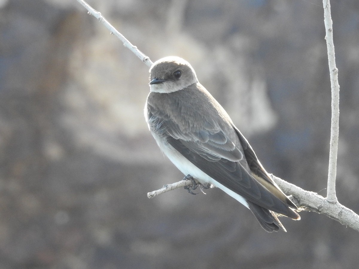 Northern Rough-winged Swallow - Michael Dolfay