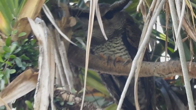 Barred Eagle-Owl - ML213762101