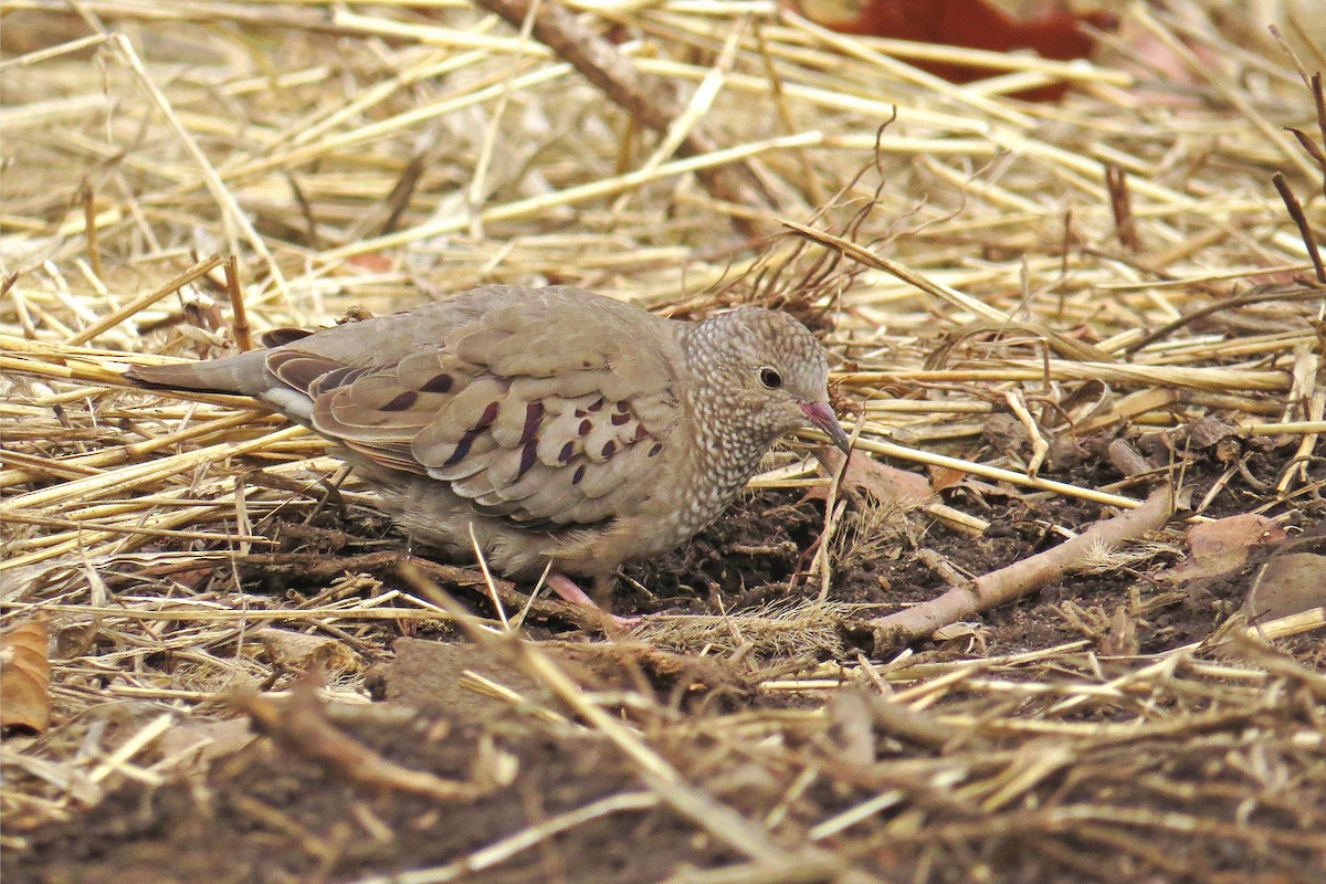 Common Ground Dove - Miles Brengle