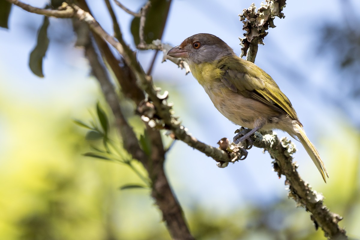 Rufous-browed Peppershrike - ML213762501