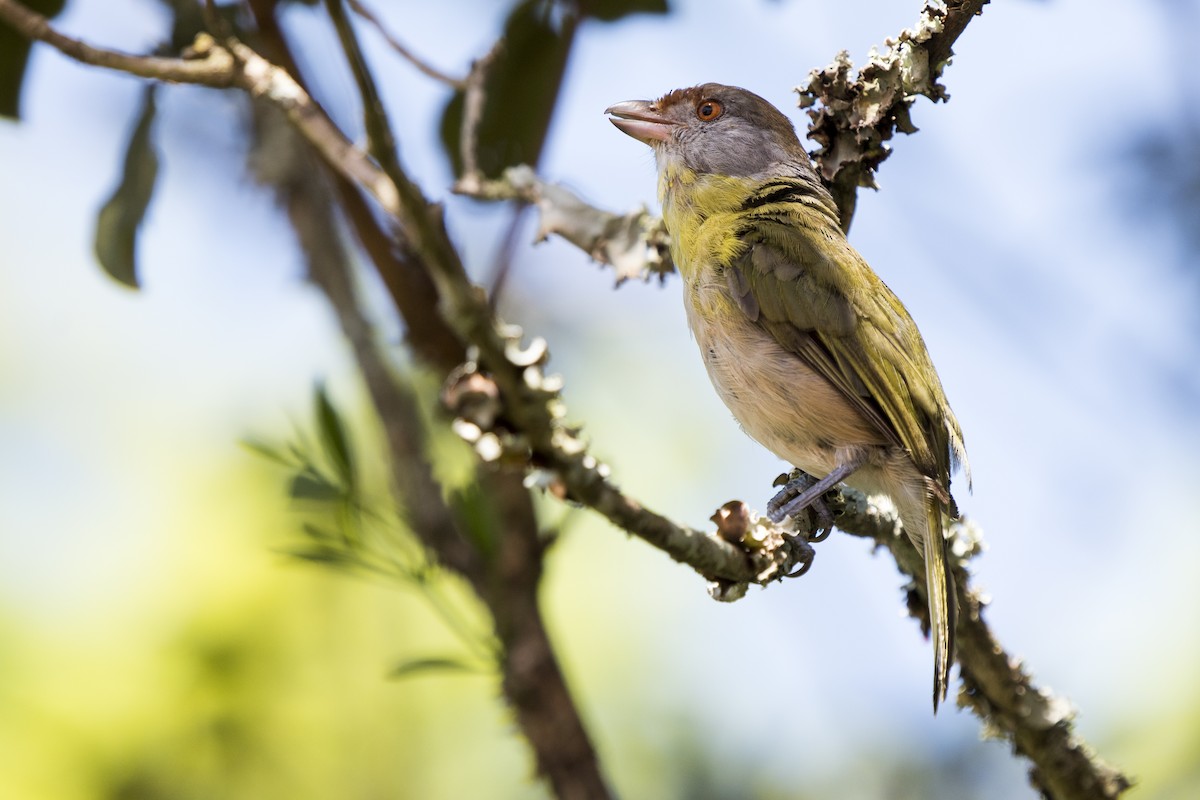 Rostbrauenvireo - ML213762521