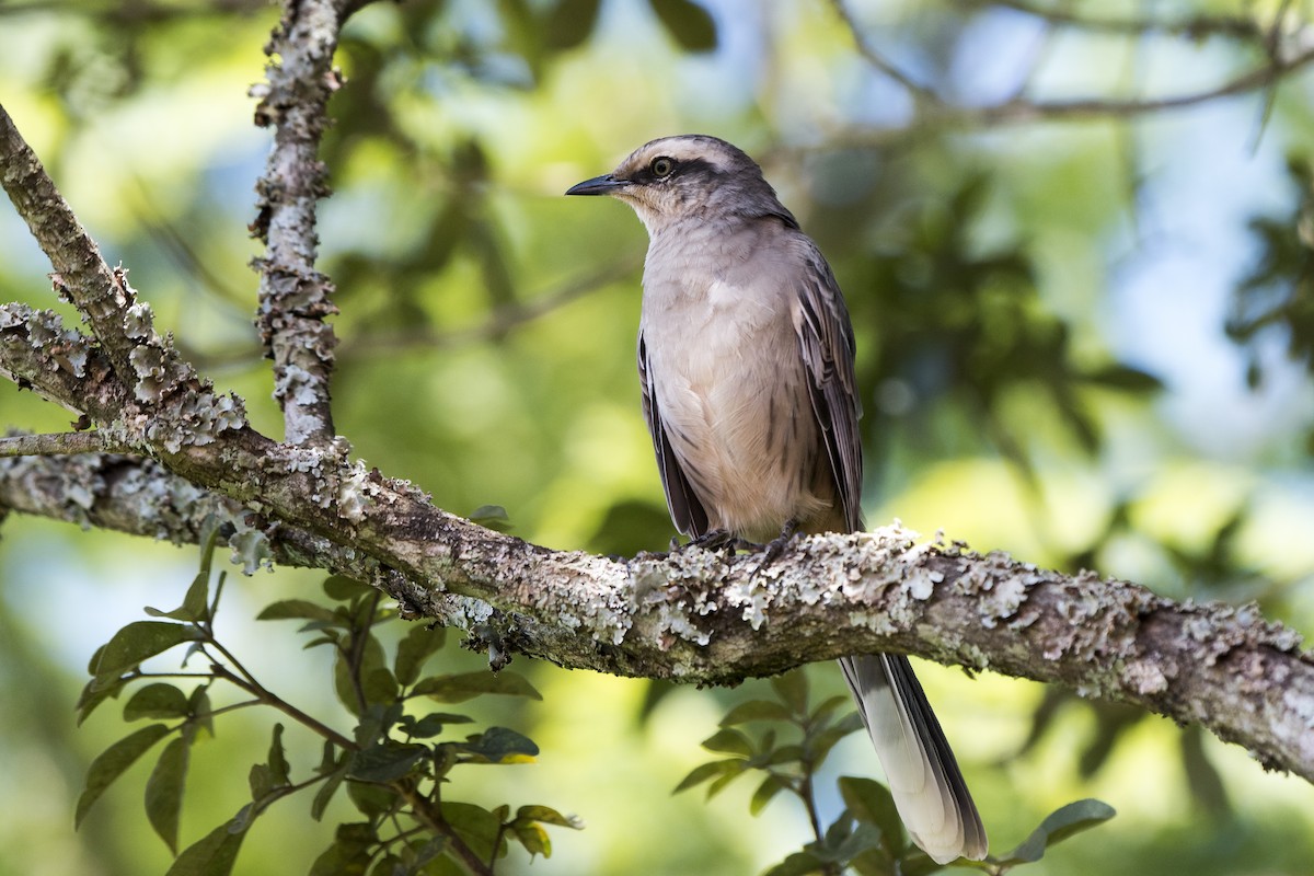 Chalk-browed Mockingbird - ML213762661