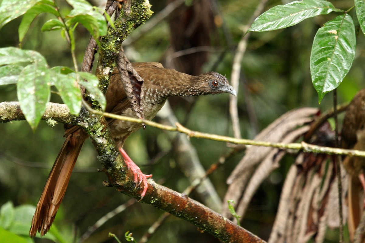 Speckled Chachalaca - Marc Gálvez