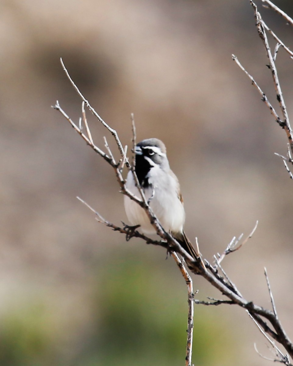 Black-throated Sparrow - ML213765531
