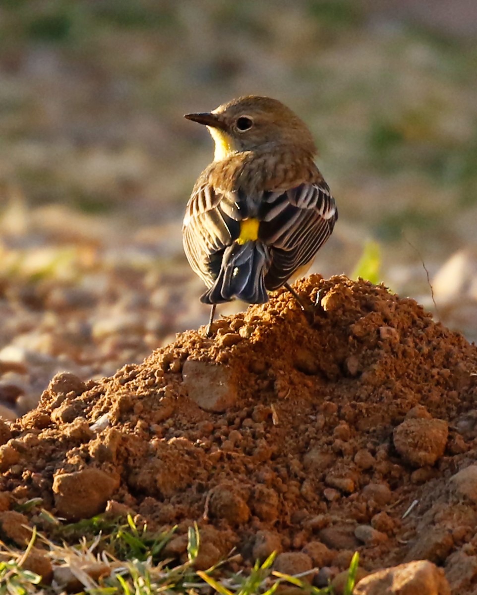 Yellow-rumped Warbler (Audubon's) - ML213765691