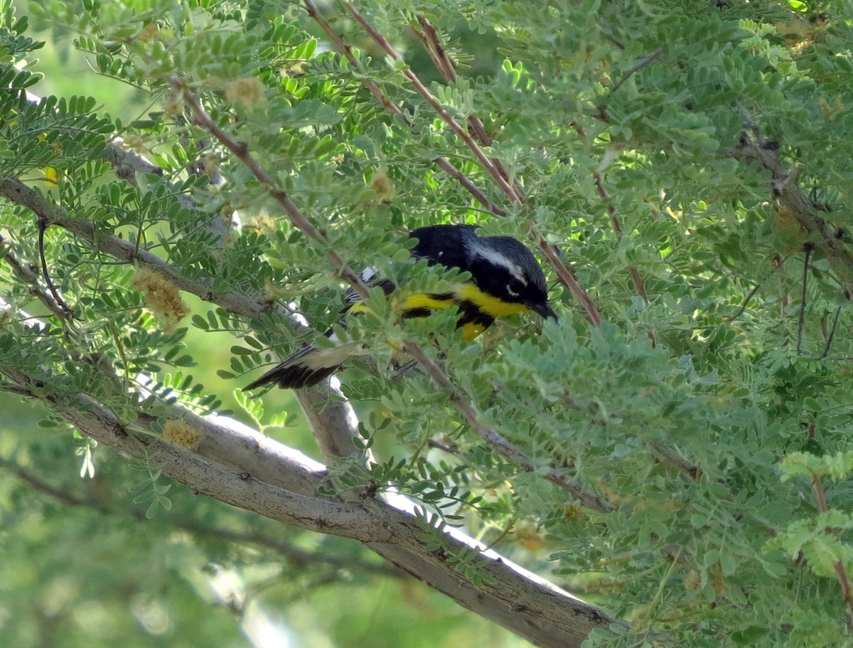 Magnolia Warbler - ML213767351