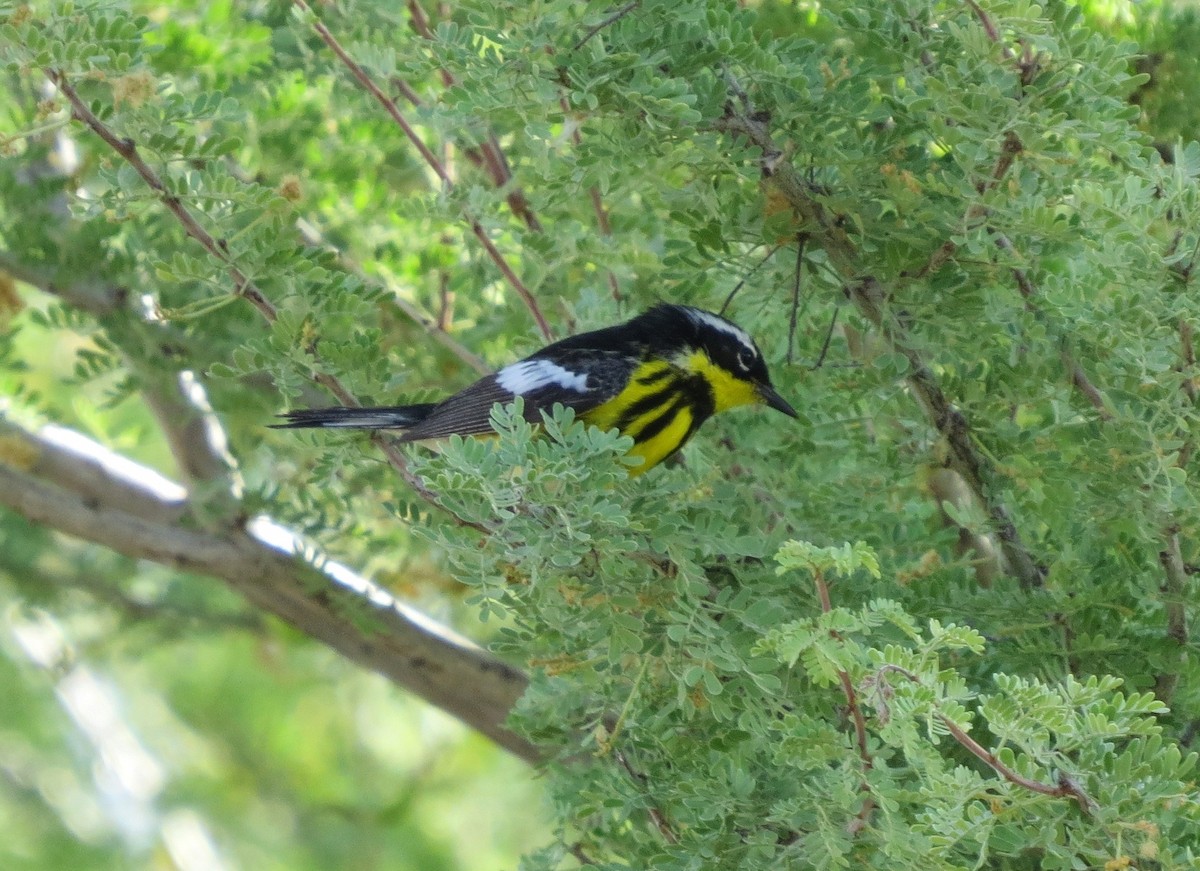 Magnolia Warbler - Steve Hosmer