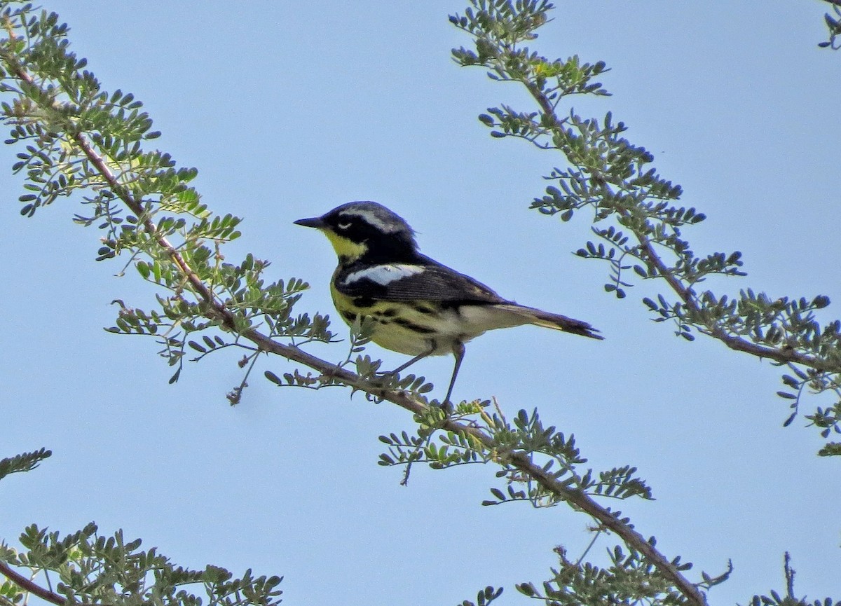 Magnolia Warbler - ML213767511