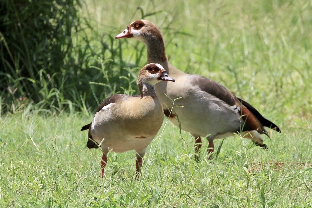 Egyptian Goose - Marie Stridh