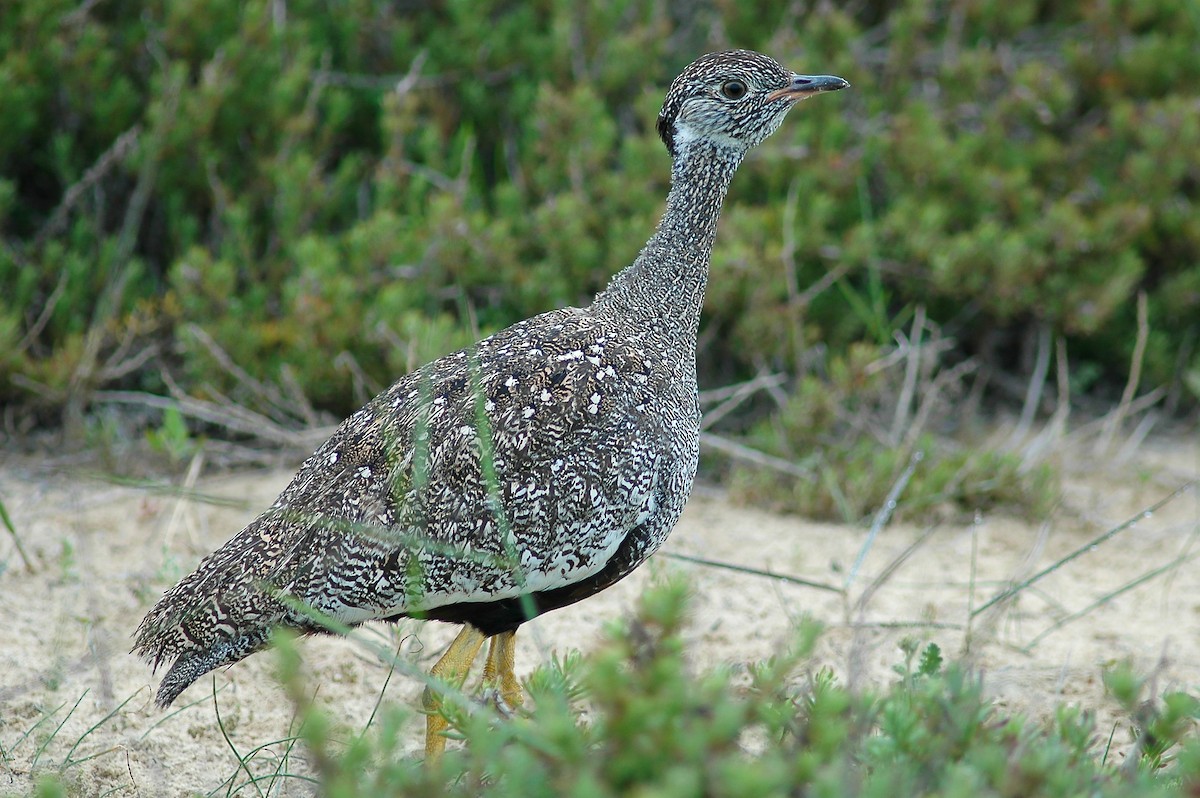 Black Bustard - ML213769651