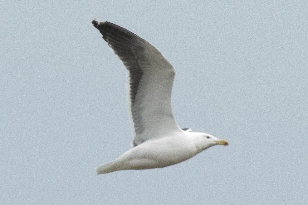 Great Black-backed Gull - ML213770331