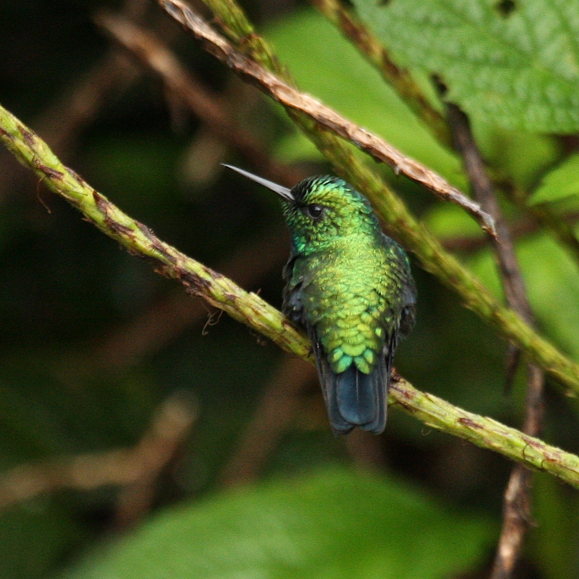 Blue-tailed Emerald - ML213770661