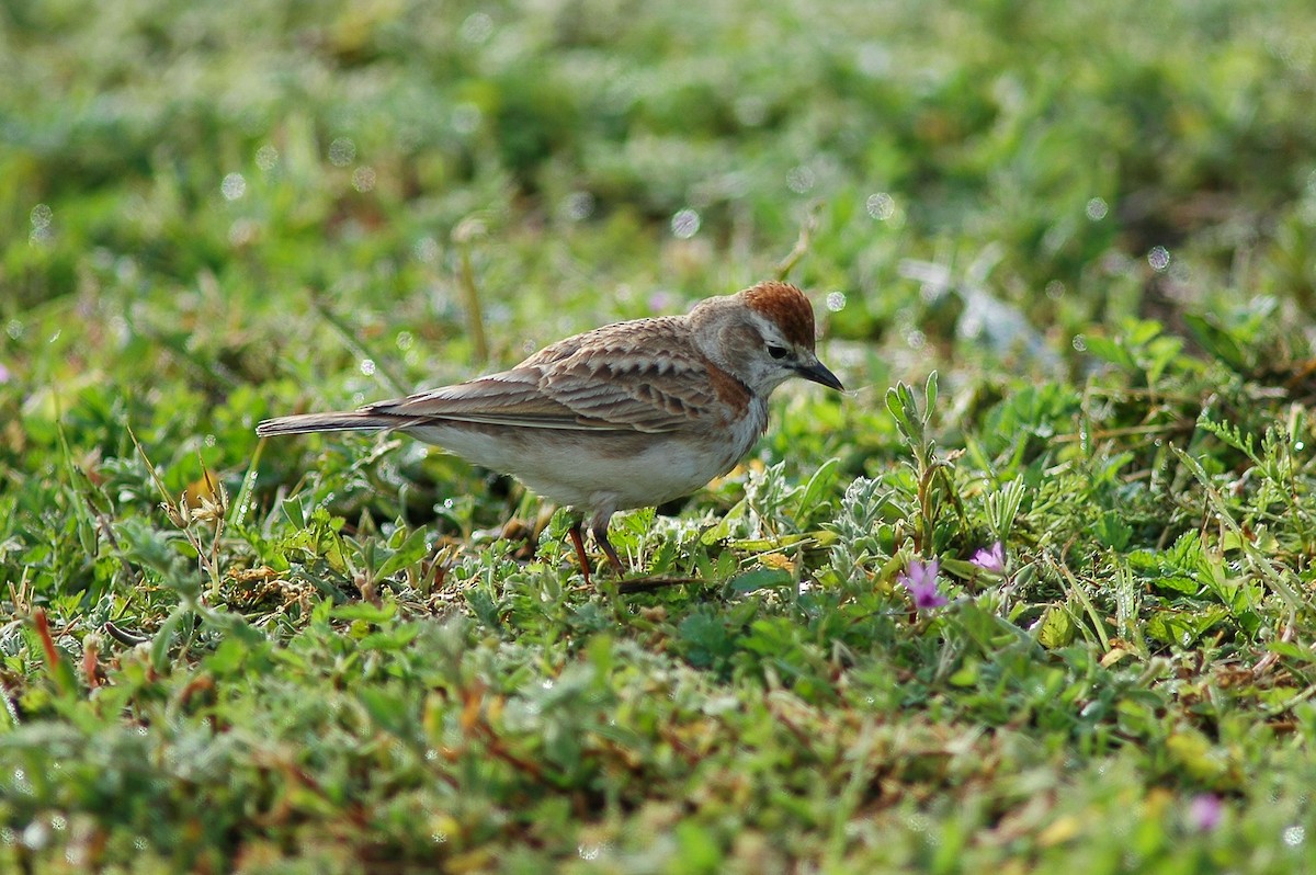 Red-capped Lark - ML213770741