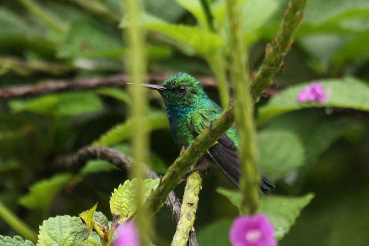 Blue-tailed Emerald - ML213771361