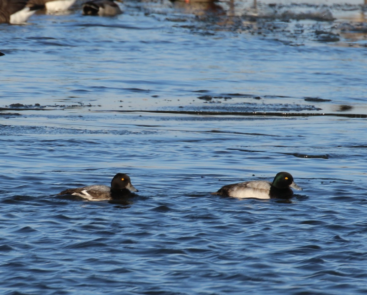 Greater Scaup - David Lambeth