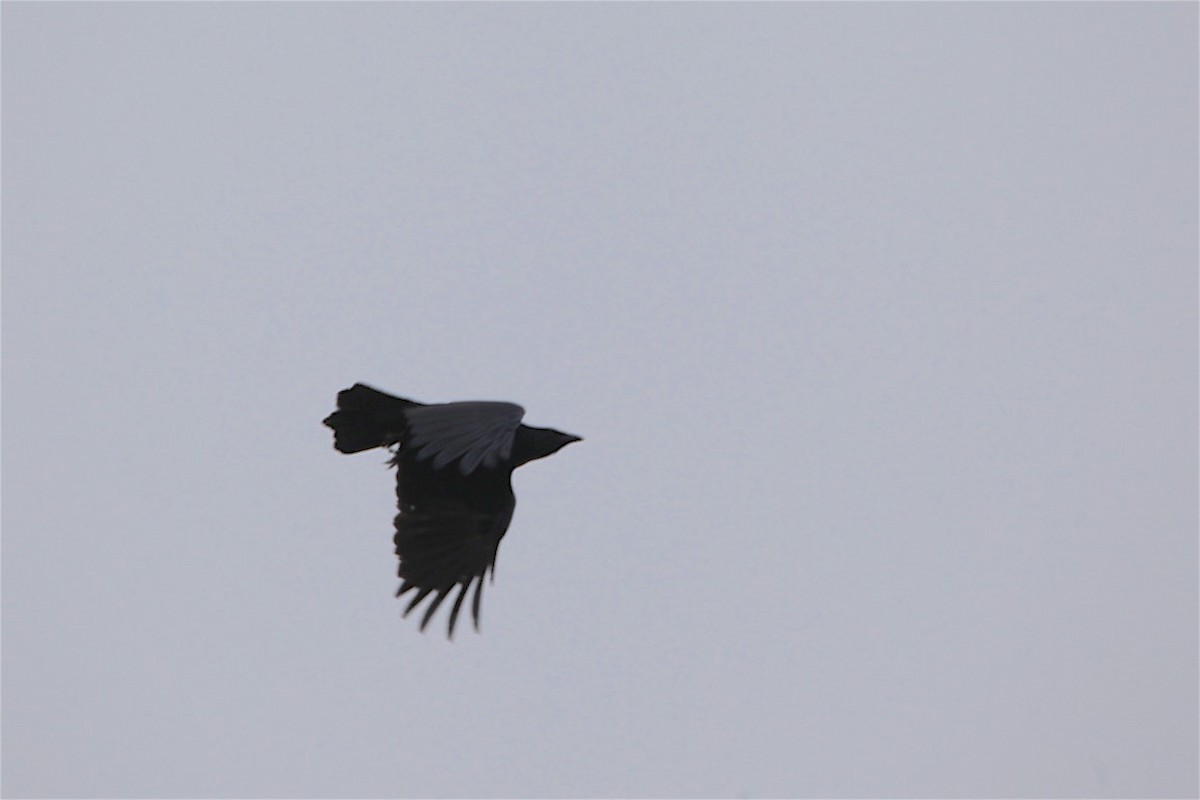 Fish Crow - ML213772221