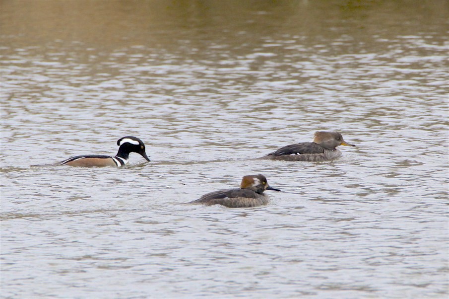 Hooded Merganser - ML213772431