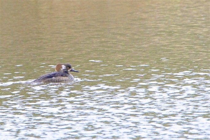 Hooded Merganser - ML213772441