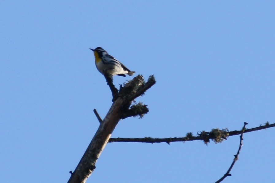 Yellow-throated Warbler - Scott Deckelmann