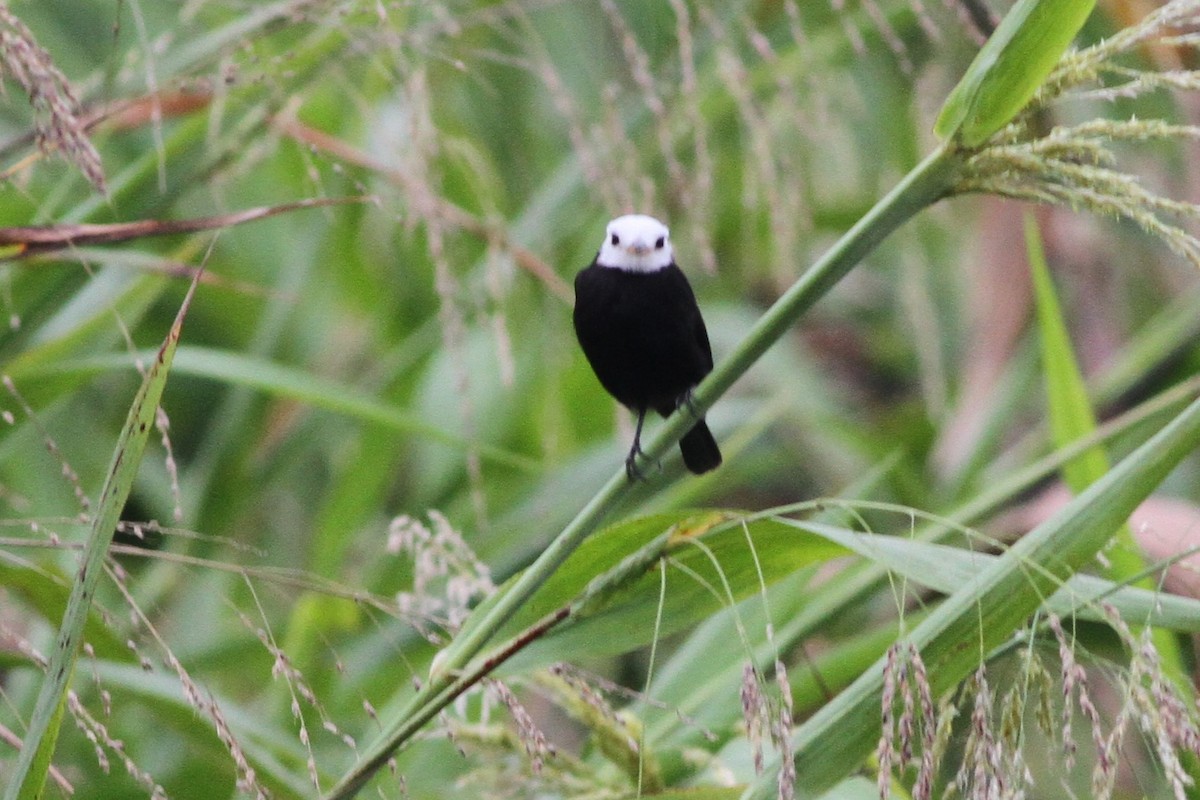 White-headed Marsh Tyrant - ML213773071