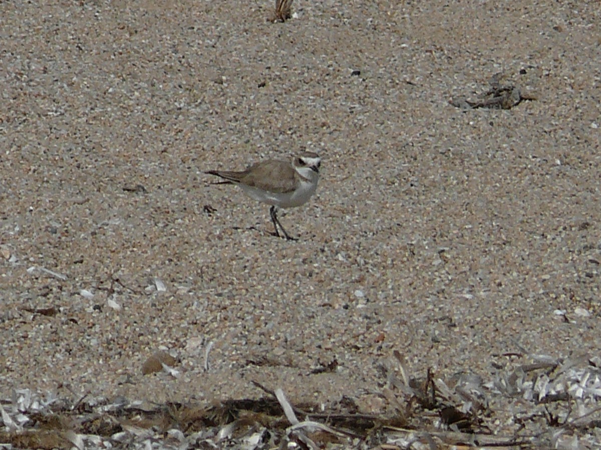 Kentish Plover (Kentish) - Michael Pohler