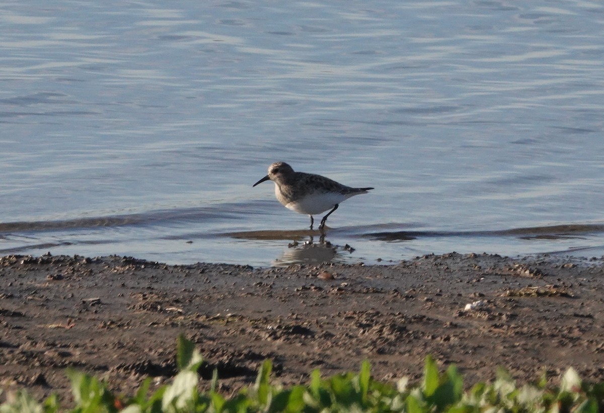 Baird's Sandpiper - ML213774351
