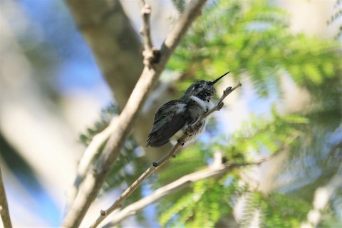 Calliope Hummingbird - Chuck Gates
